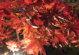 紅葉を観に行こうよう！