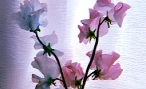 憧れの花のある生活